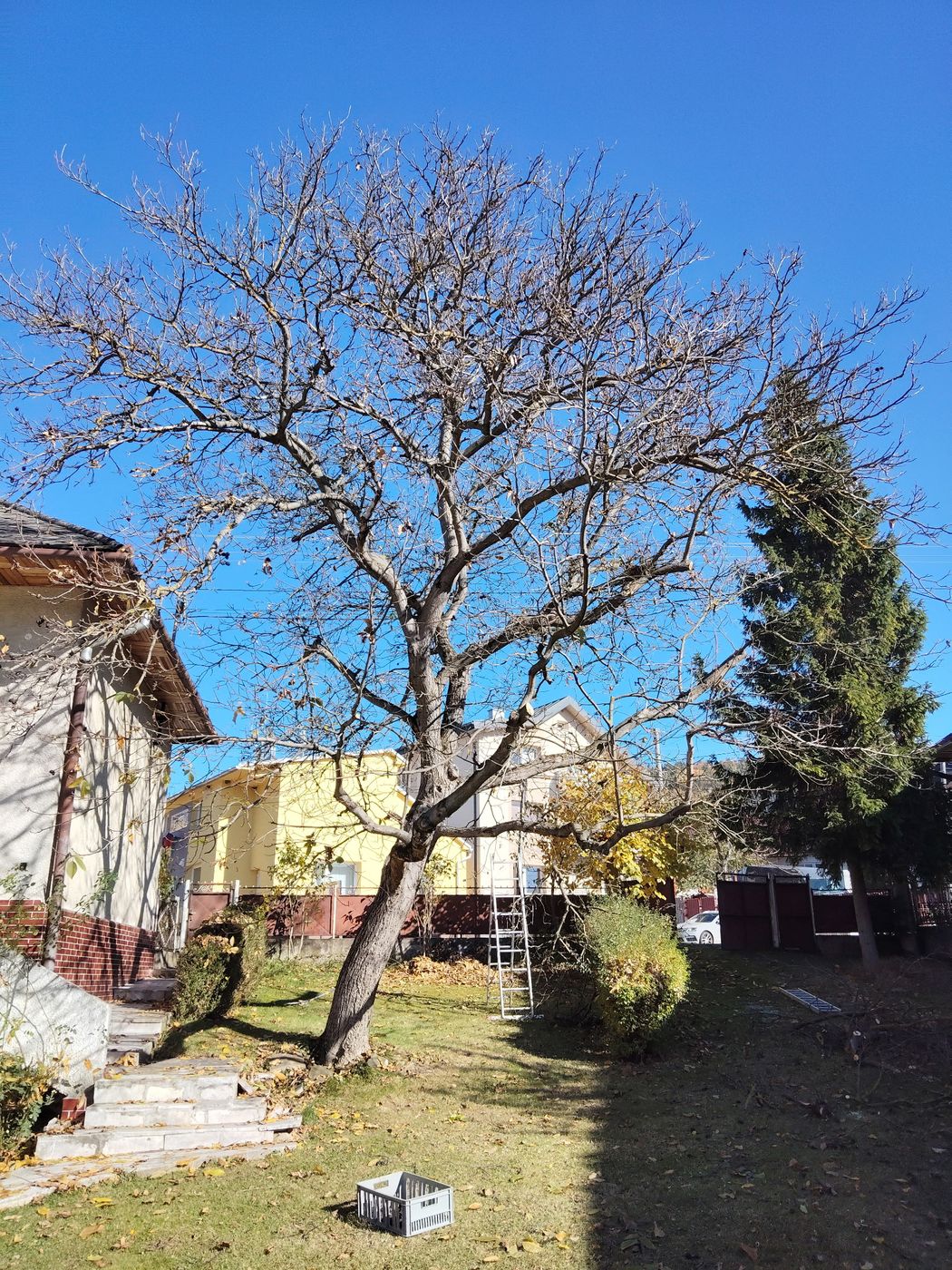 Vzrastlý orech s hustou, rozkonárenou korunou pred rezom.