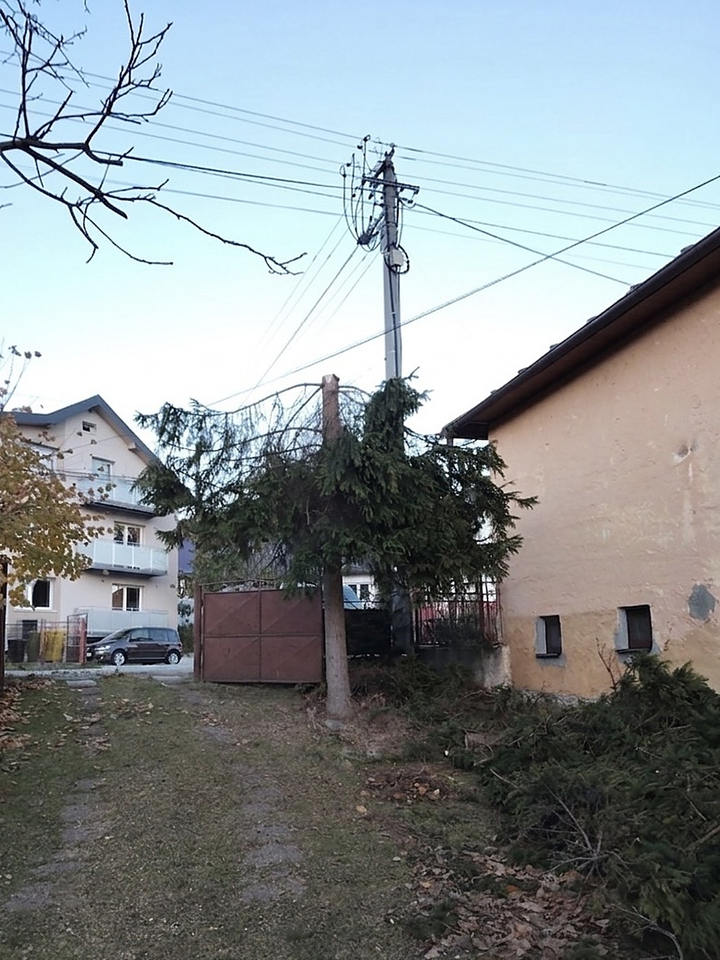Ten istý smrek po bezpečnostnej redukcii — koruna výrazne znížená pod elektrické vedenie, konáre upratané.